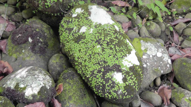 There are so many beautiful and interesting rocks along the river.