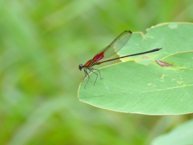 I spotted this beautiful dragonfly on a green leaf