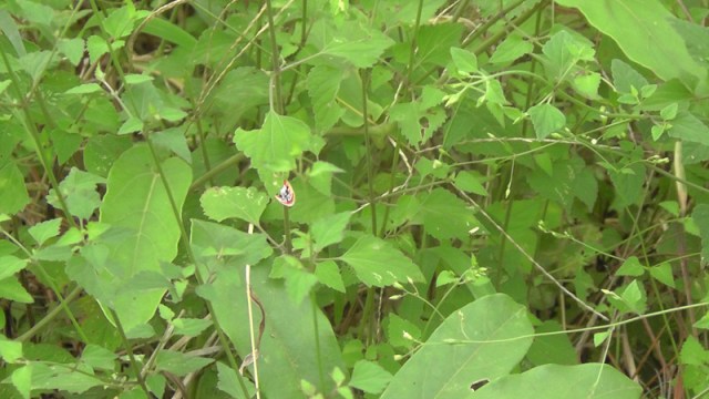 I also spotted this little bug as it flew under a leaf. It was so small I didn’t even realize what I had until I got the picture home and took a look at it. Here was this beautiful, interesting, colorful little insect in a forest of green leaves.