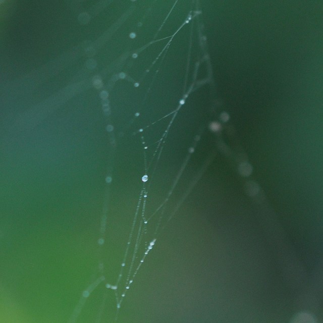 a bit of a spider's web with dew, taken in the early morning light with my macro lens.
