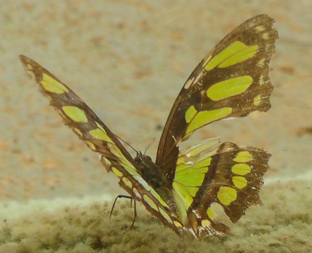 A butterfly so delicate it has a torn wing