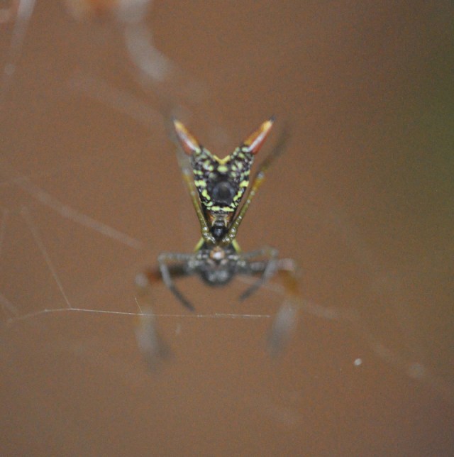 the underside of a very tiny spider, so small it's hard to see the detail with the naked eye. This was taken with my macro lens.