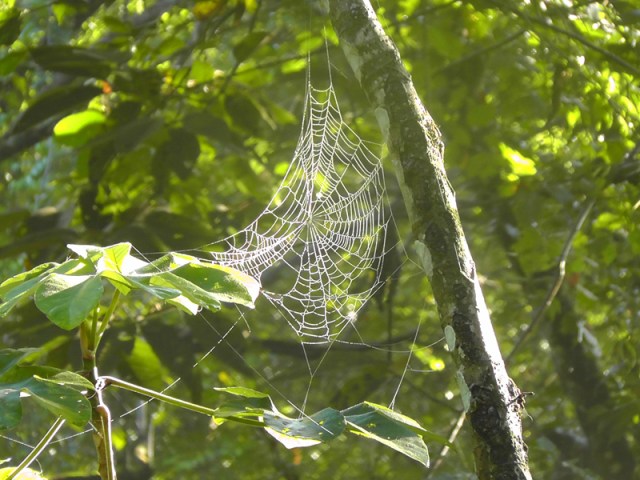 A spider's web covered with dew in the woods, caught in the first rays of the morning sunlight