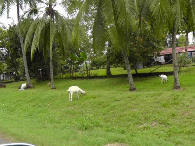 Seen in the southern part of the city, goats trimming alongside the road in a residential neighborhood.