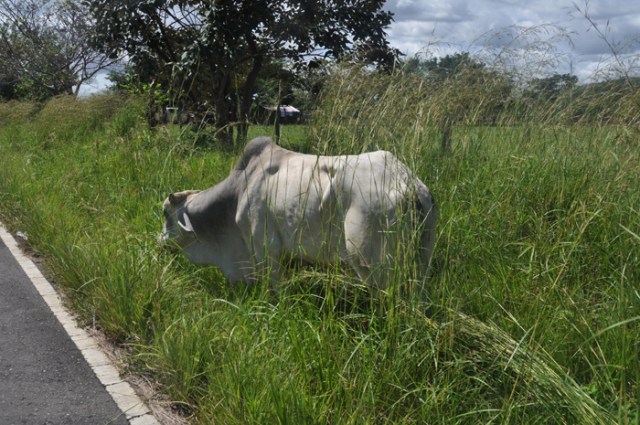 A frequent sight in more rural areas, cows by the road.