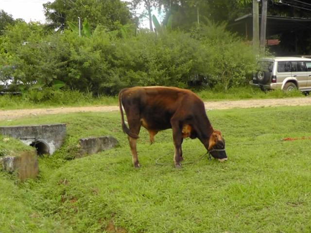 This calf lives down the road from us. When he's not working on the soccer field, he's working along side the road.
