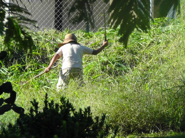 This is a very common sight, man with machete. When the grass gets very high, this is how it is cut down. There is a vacant lot two doors down from us, and this guy was trimming it this morning.