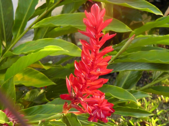 A very pretty ginger