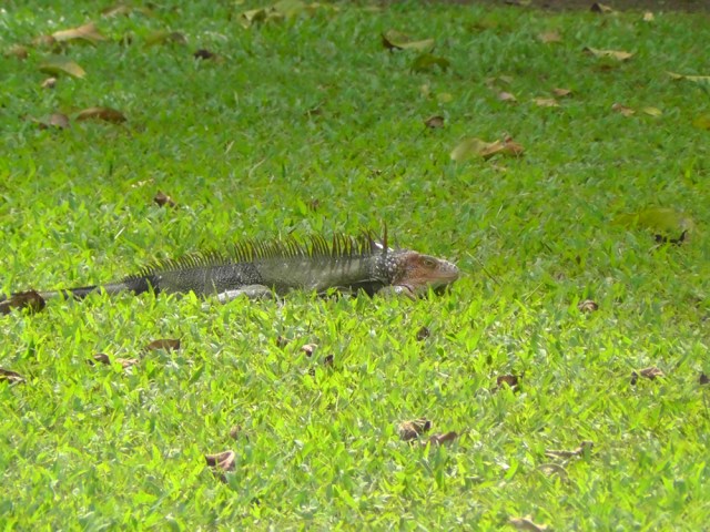 surprise iguana