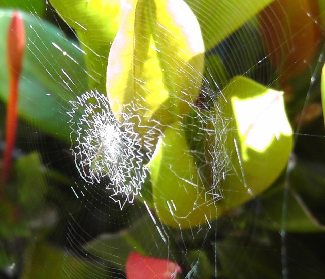 A very interesting spider web. I'm not sure what the white threads are. (photo by Joel)