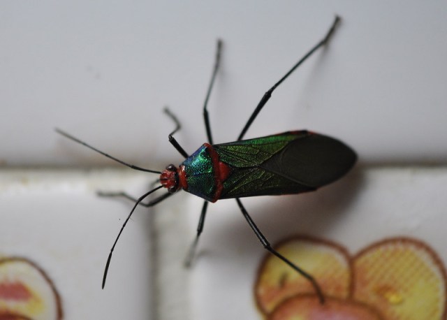 A very pretty bug that flew in one night and landed on our kitchen wall near the light.