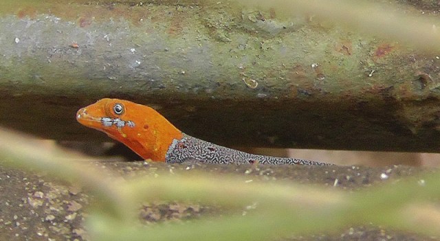 A very cool looking red headed lizard! (Photo by Joel)