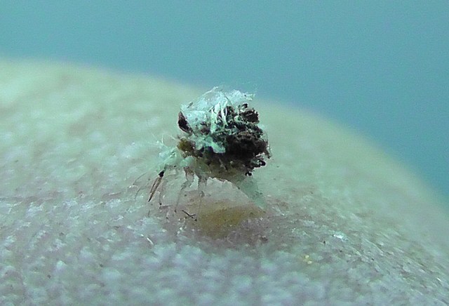 Maybe the most unique of all – this tiny bug collects lint and carries it on its back. The bug itself is very hard to see so usually you only see a lint ball running across your table. It’s very small, and this one is on Joel’s finger. (Photo by Joel)