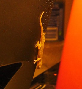 desklizard2