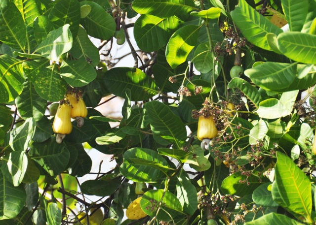 It definitely has yellow fruit! I noticed though that most of them are on the west side of the tree.