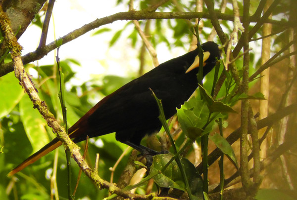 oropendola1