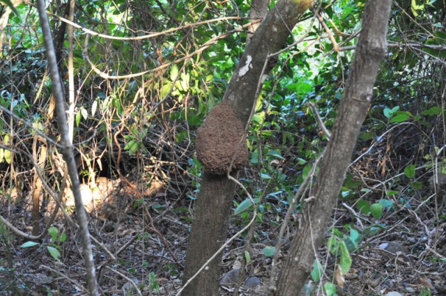 You often see these strange things on trees around here.