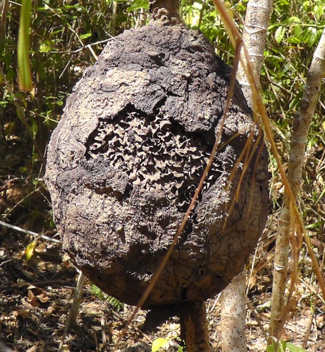 I knocked the covering off this unoccupied home to reveal a bit of the network underneath.