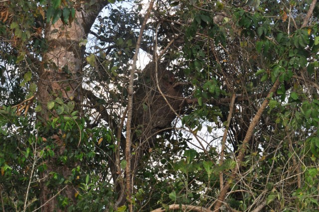 I looked up into a stand of tree and saw one of the biggest nests I've ever seen! It must be three feet high.