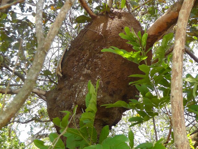 TERMITES - they need a home too