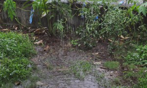 The rain makes puddles in the yard. 