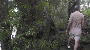 Check out this amazing, huge tree trunk!