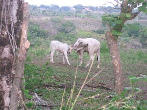 Panama Cows Playing in the Field