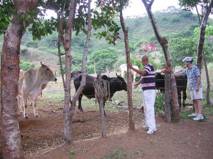 Roberto and Joel with the cows