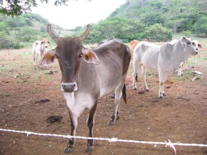 A beautiful Panamanian cow