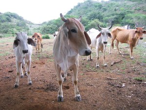 Panamanian cows