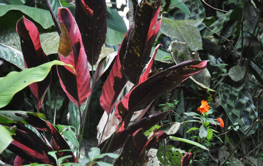 Flowers at Sitio Barriles, Volcan, Chiriqui, Panama