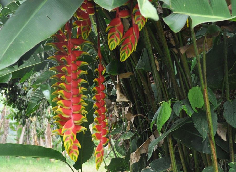 Flowers at Sitio Barriles, Volcan, Chiriqui, Panama