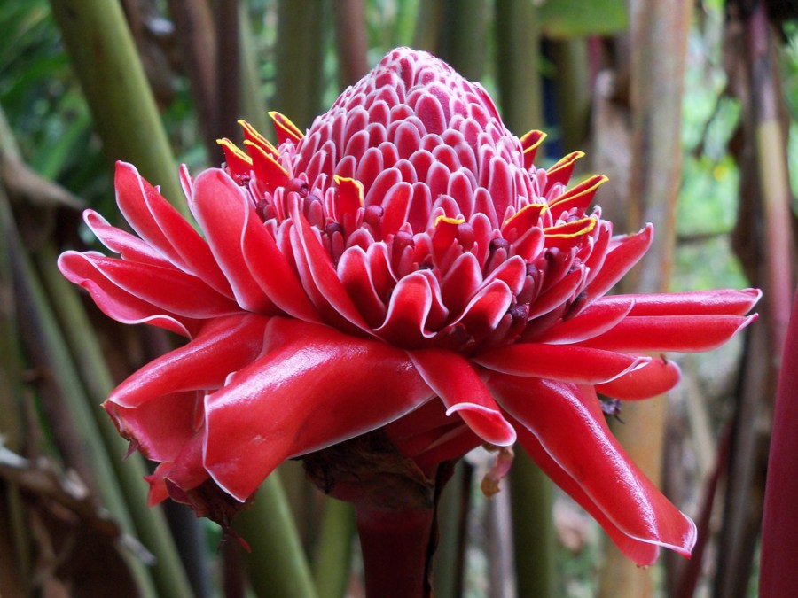 Flowers at Sitio Barriles, Volcan, Chiriqui, Panama