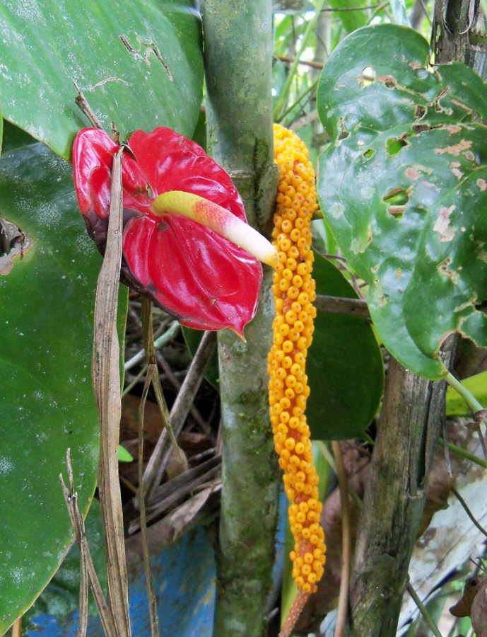 Flowers at Sitio Barriles, Volcan, Chiriqui, Panama