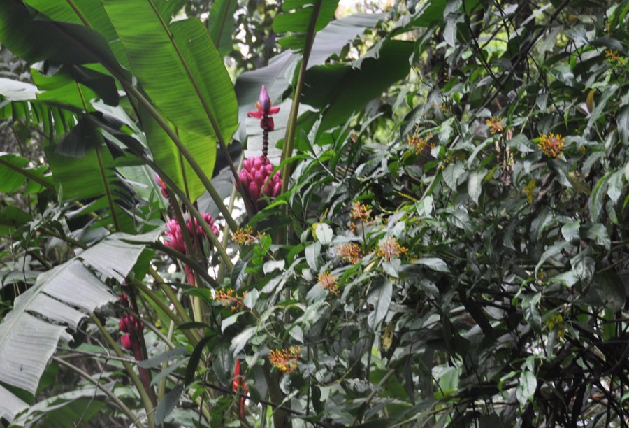 Flowers at Sitio Barriles, Volcan, Chiriqui, Panama
