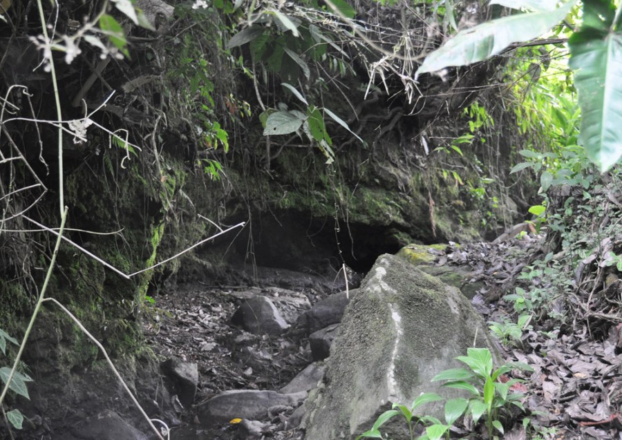 Flowers at Sitio Barriles, Volcan, Chiriqui, Panama
