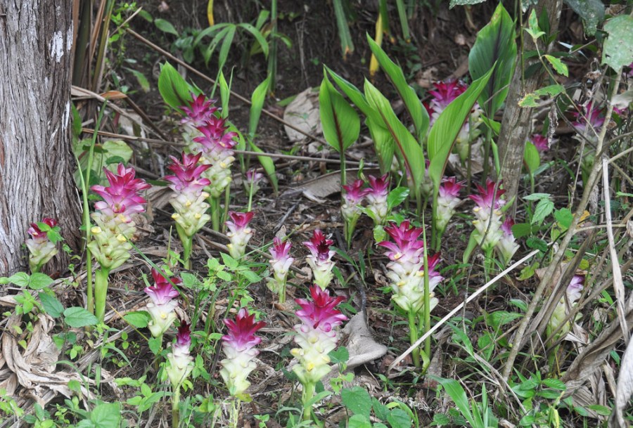 Flowers at Sitio Barriles, Volcan, Chiriqui, Panama