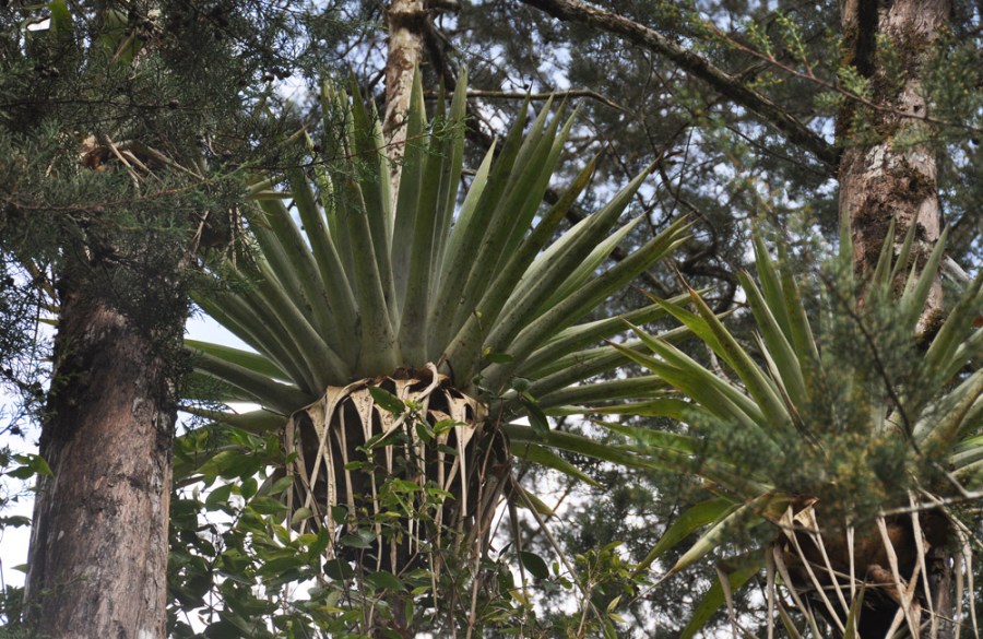 Flowers at Sitio Barriles, Volcan, Chiriqui, Panama