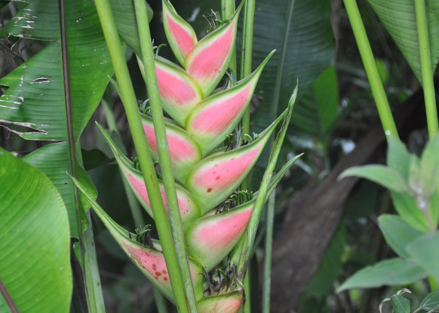 Flowers at Sitio Barriles, Volcan, Chiriqui, Panama