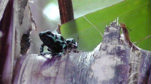 This beautiful frog was very small so it was hard to get clear photos. 