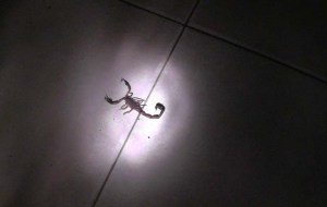 The scorpion on the floor, in the light of a flashlight! 