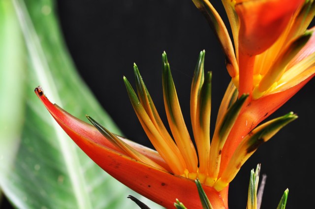 heliconia2