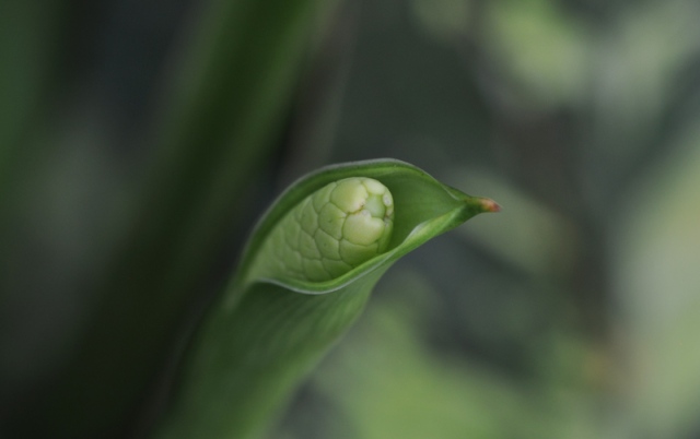 A bud on a dieffenbachia emerging from inside the covering. 