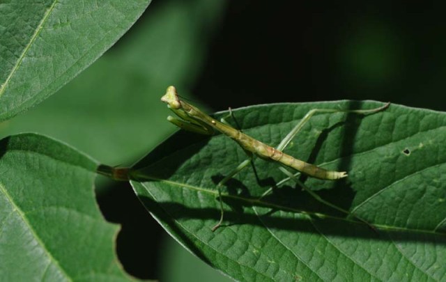 This little green praying mantis is only a couple inches long. 