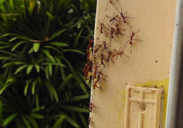 By now, we could see the ants taking bee larvae out of the hive and carrying them off. 