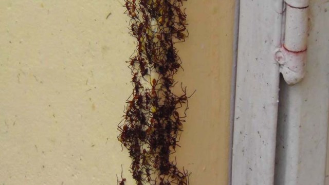 The number of ants was extremely impressive! 