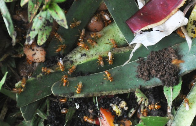 One day there were tons of these golden bees visiting. I've also seen a lot of the little black bees. 