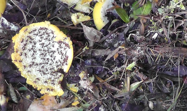 One days I discovered ants carrying off all the white inner part of an orange peel. If you look closely you can see white spots which are bits being carried away. By the end of the day there was nothing left but the orange outer peel. 