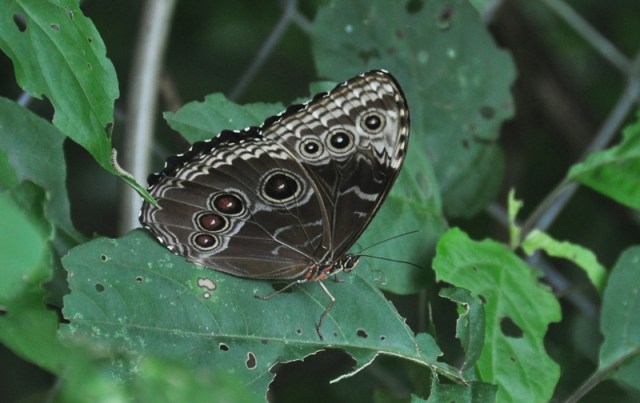 What gets me the most excited by far though, are these butterflies. It's a large and beautiful butterfly here, but this is only a part of the beautiful it offers!