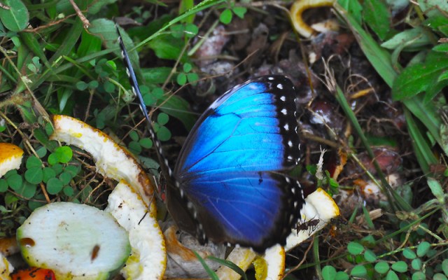 I took over 300 photos to get these three with a peek at the blue inside the wings. By the time they flash their wings open it's too late to click the shutter, so I just took tons of photos and hoped a couple would catch them at the right instant. I was very happy to see that I had had some luck! 